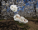 Orchard Blossom 107